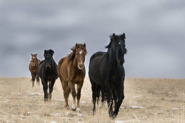 Cuatro caballos en un campo limpio