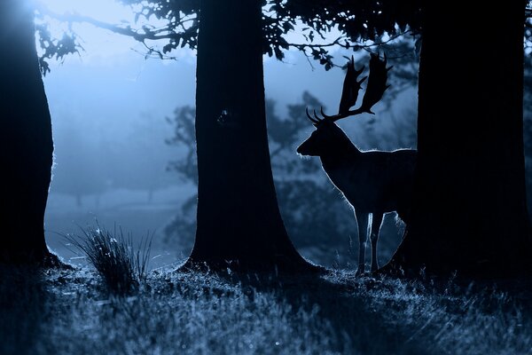 Silhouette von Hirschen und Bäumen in der Nacht