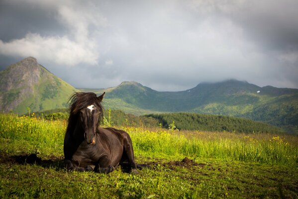 Dodash is lying in a meadow