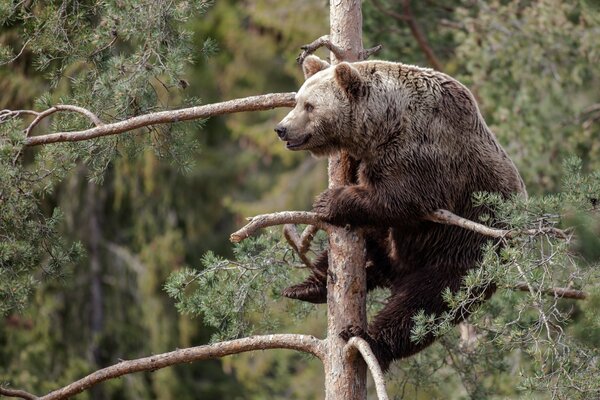 Ours grimpant sur un arbre regardant la femelle