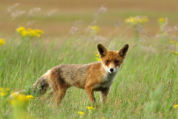 Red fox on the grass with yellow flowers