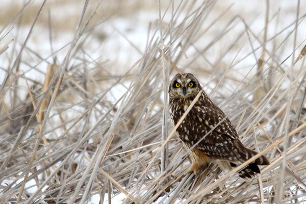 Owl on winter dry grass