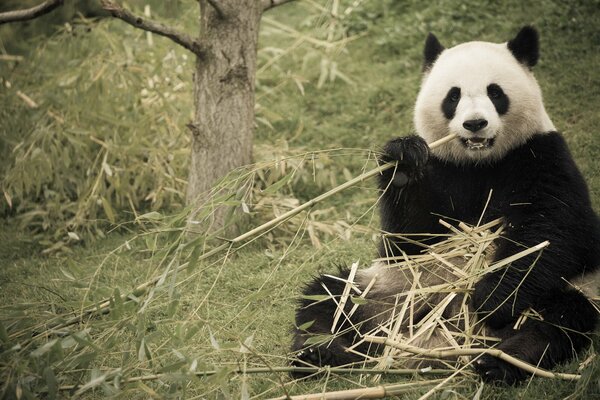 Panda sits and eats bamboo