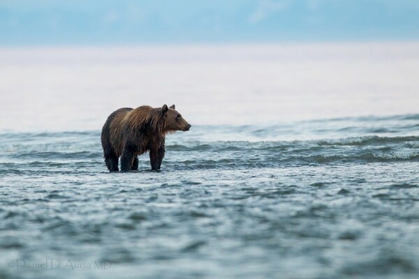 Ours sur le lac marche sur l eau