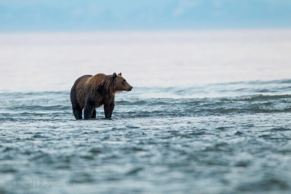 Медведь на озере ходит по воде