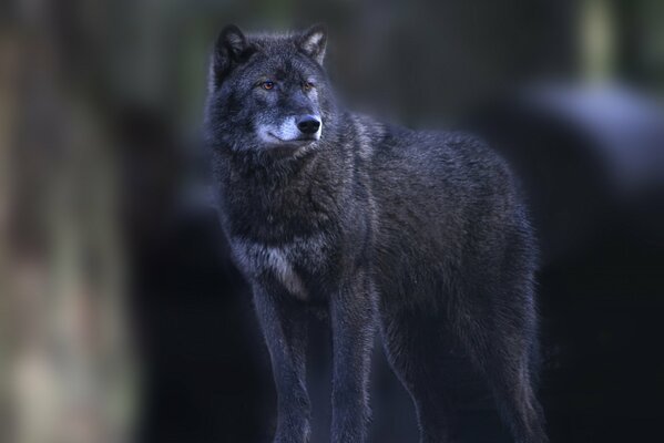 Der graue Wolf schaut in die Ferne. Auf unscharfen Hintergrund