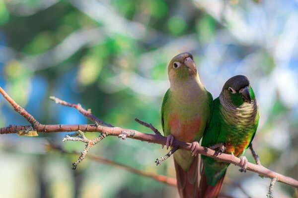 Par de loros de cola roja de piel verde sentados en una rama