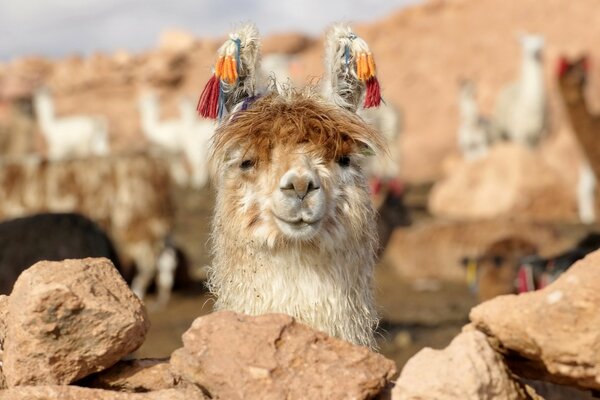 Lama with family in Bolivia