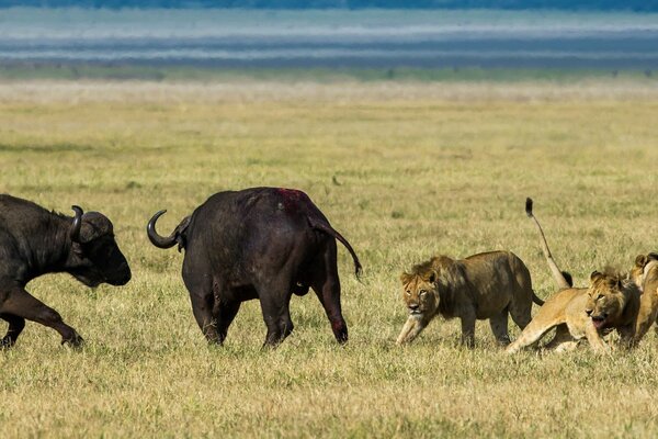 Chasse aux lions de buffle