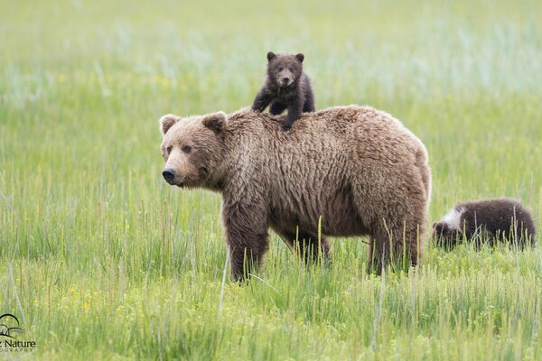 Orso bruno che cammina con i cuccioli