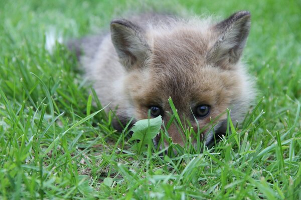 Fourrure de Renard caché dans l herbe