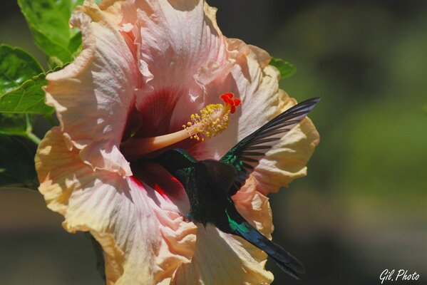 Ptak kolibra w kwiatku hibiskusa