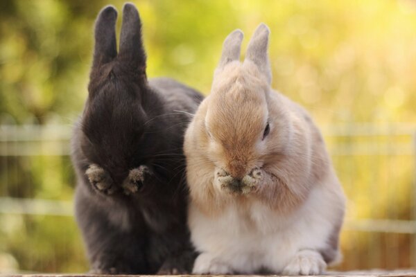 Little rabbits wash their paws