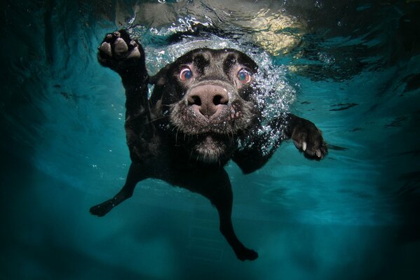 Chien noir tombé dans l eau