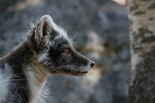 Polar fox in summer furs