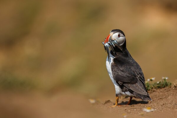 A puffin holds a catch of fish in its beak