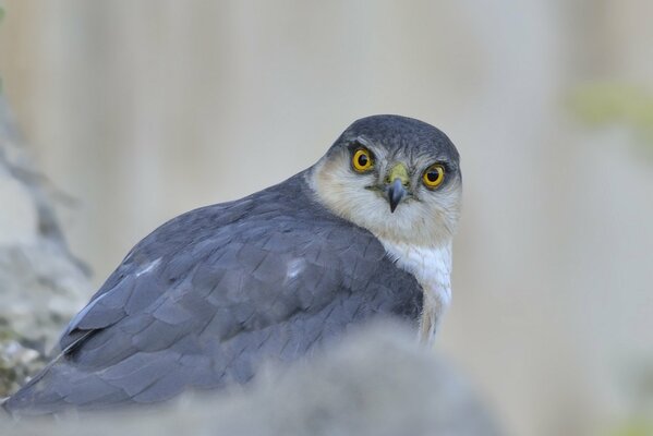 A grey hawk with a menacing look