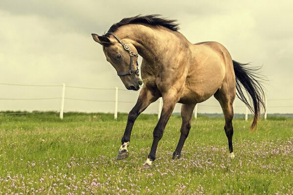 A beautiful horse in a field with flowers