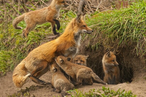 Le volpi sono uscite con la mamma per una passeggiata