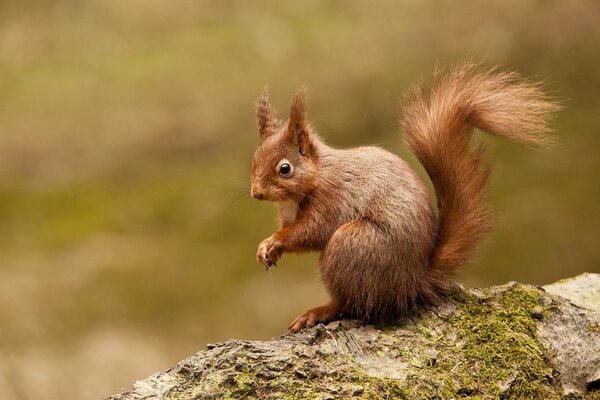 A red squirrel is sitting on a rock