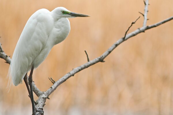 A white heron is sitting on a branch