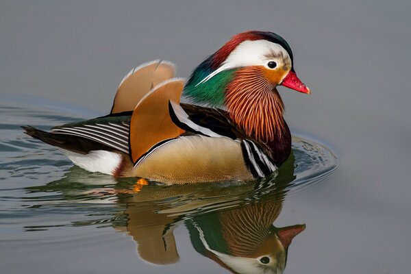 Canard Mandarin nage dans l étang