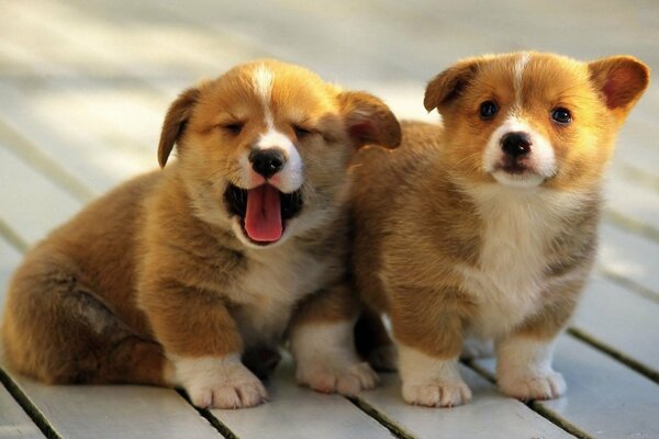 Pequeños y hermosos cachorros se sientan juntos