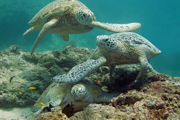 Drei Schildkröten im Meer