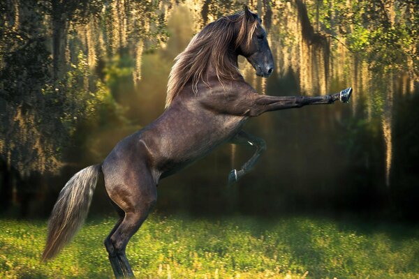 Cool brown stallion on the hind hooves