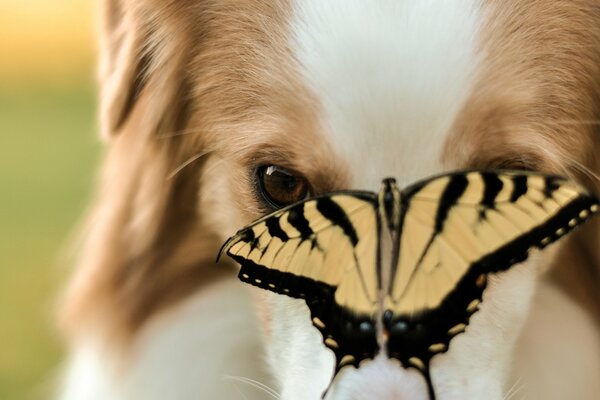 Animali, un cane ha una farfalla seduta sul naso