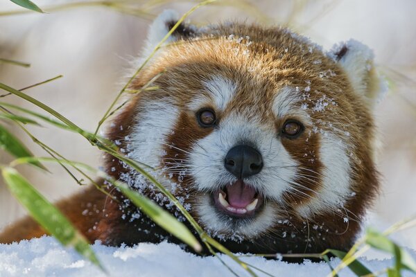 The muzzle of a red panda in winter