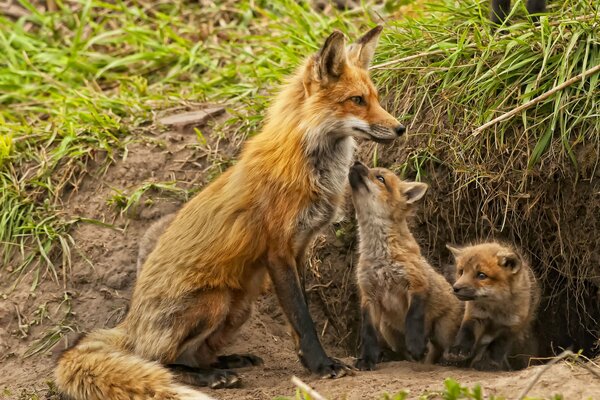 La maternidad en la naturaleza zorro y zorros