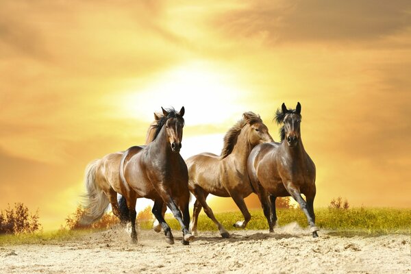 Wild Western horses gallop against the background of the sunset