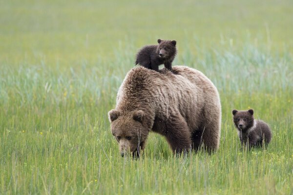 Orsa e due cuccioli di orso che camminano attraverso il prato