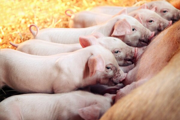 A lot of little piglets eat