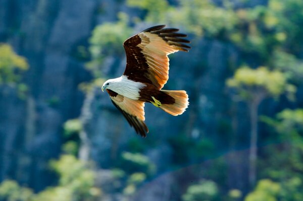 Ein Weißkopfseeadler fliegt zwischen den Felsen