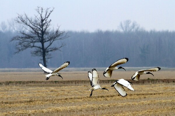 A flock of birds circling over the field