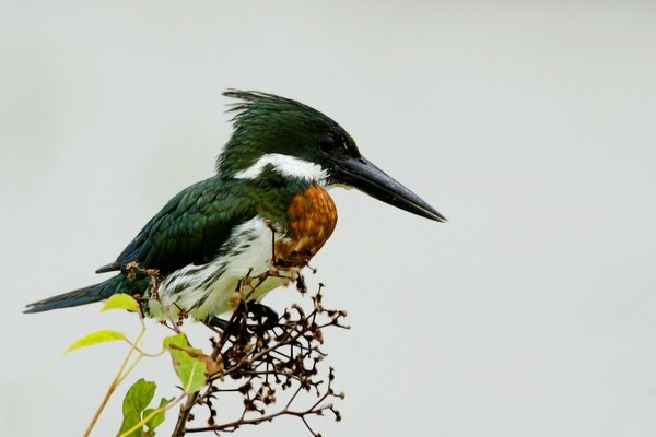 A kingfisher on a branch. Light background