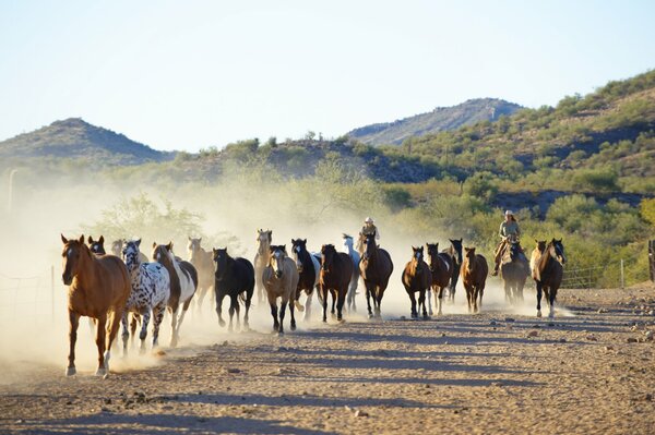 Jagdpächter und Cowboys sind die Herde