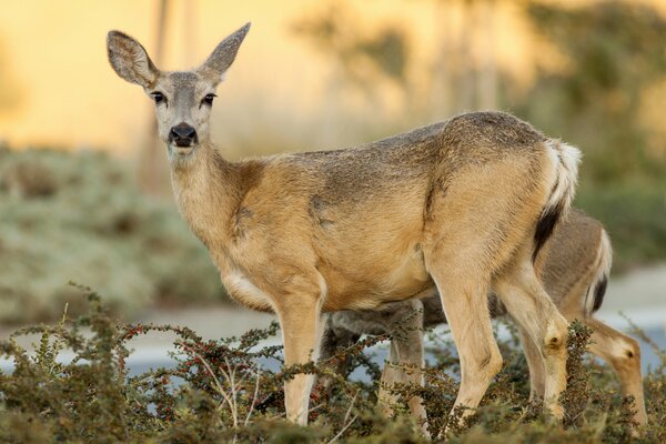 La biche regarde au Loin