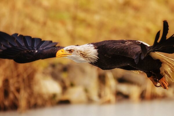 Der Weißkopfseeadler hat seine Flügel im Flug ausgebreitet