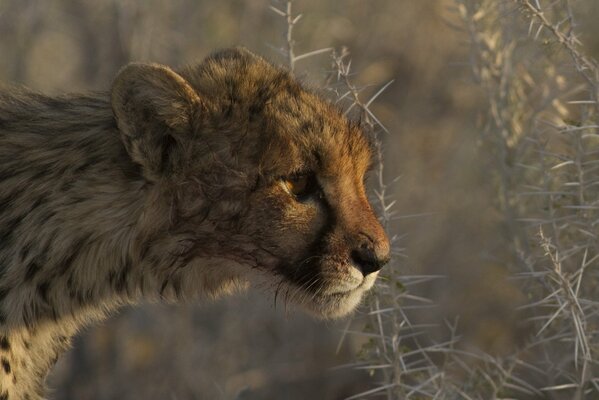 Prédateur guépard dans les épines de plantes