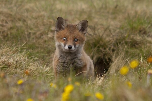 Ein hübscher kleiner Fuchs sieht dich an