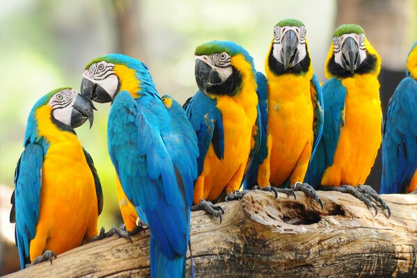 Papugai abigarrados en el tronco de un árbol