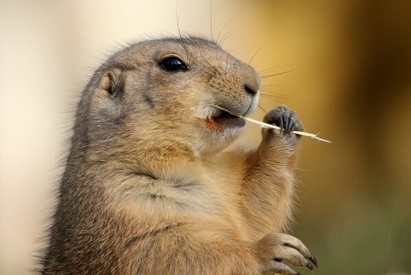 A groundhog holds hay in its paws