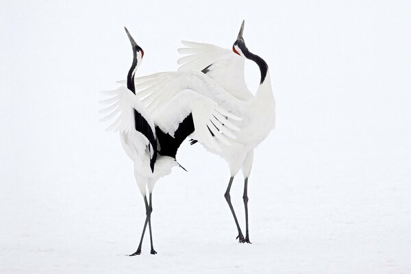 A pair of cranes dancing in the snow