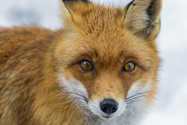 The muzzle of a fox with a red look in the snow