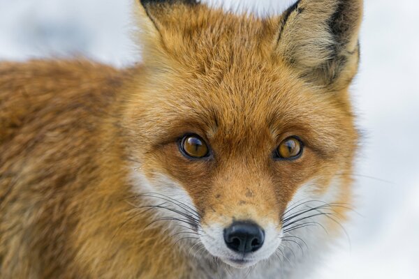 El hocico de un zorro con una mirada pelirroja en la nieve