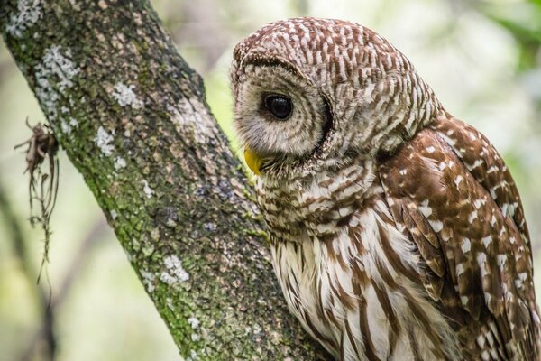 En un árbol, un búho se sienta de perfil