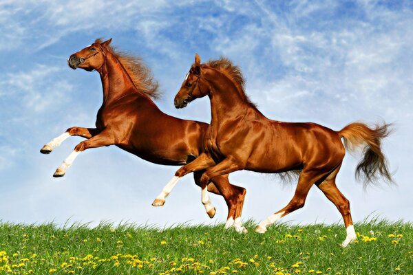 Chevaux au galop sur un champ vert